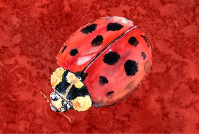 Lady Bug on Deep Red Fabric Placemat by Caroline's Treasures