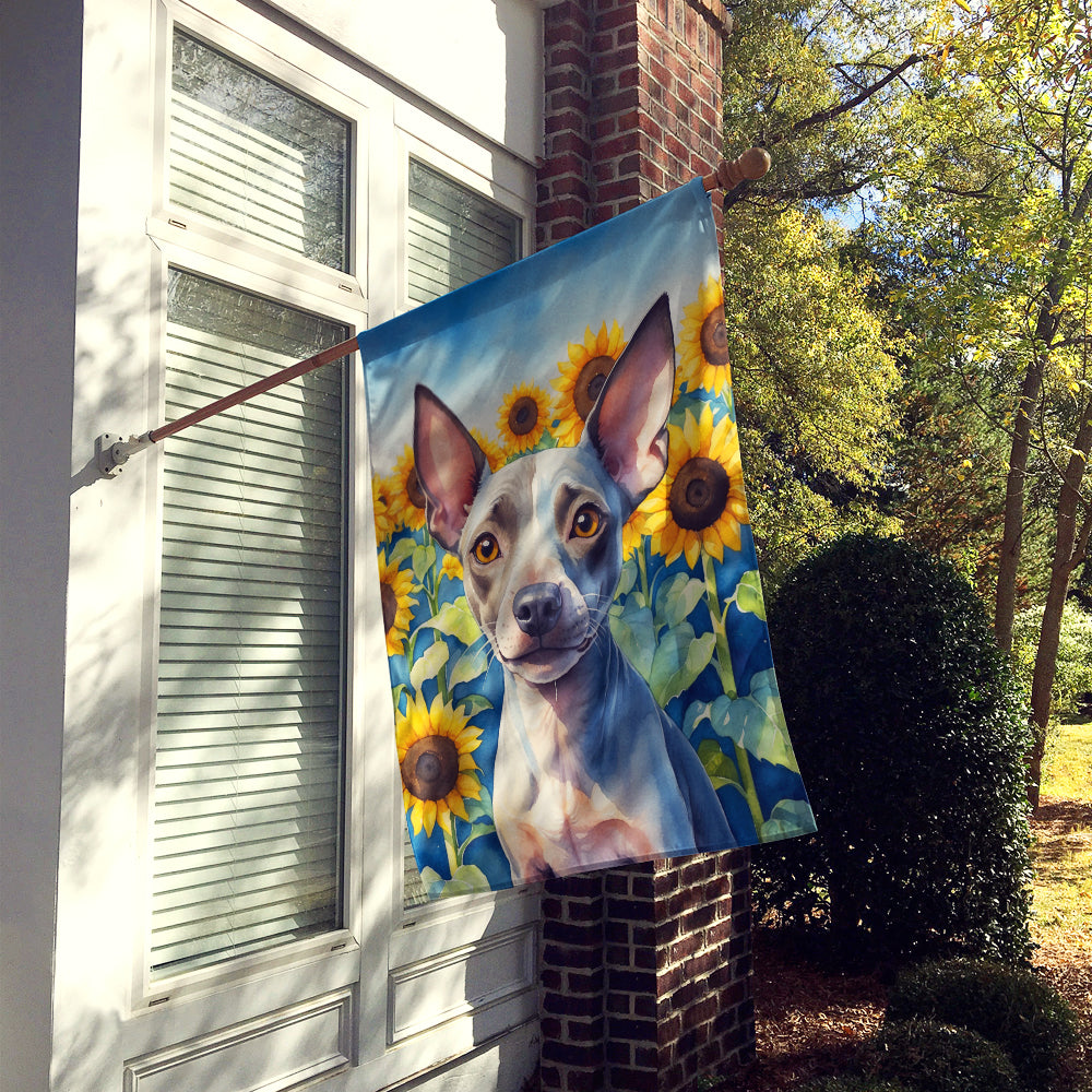American Hairless Terrier in Sunflowers House Flag