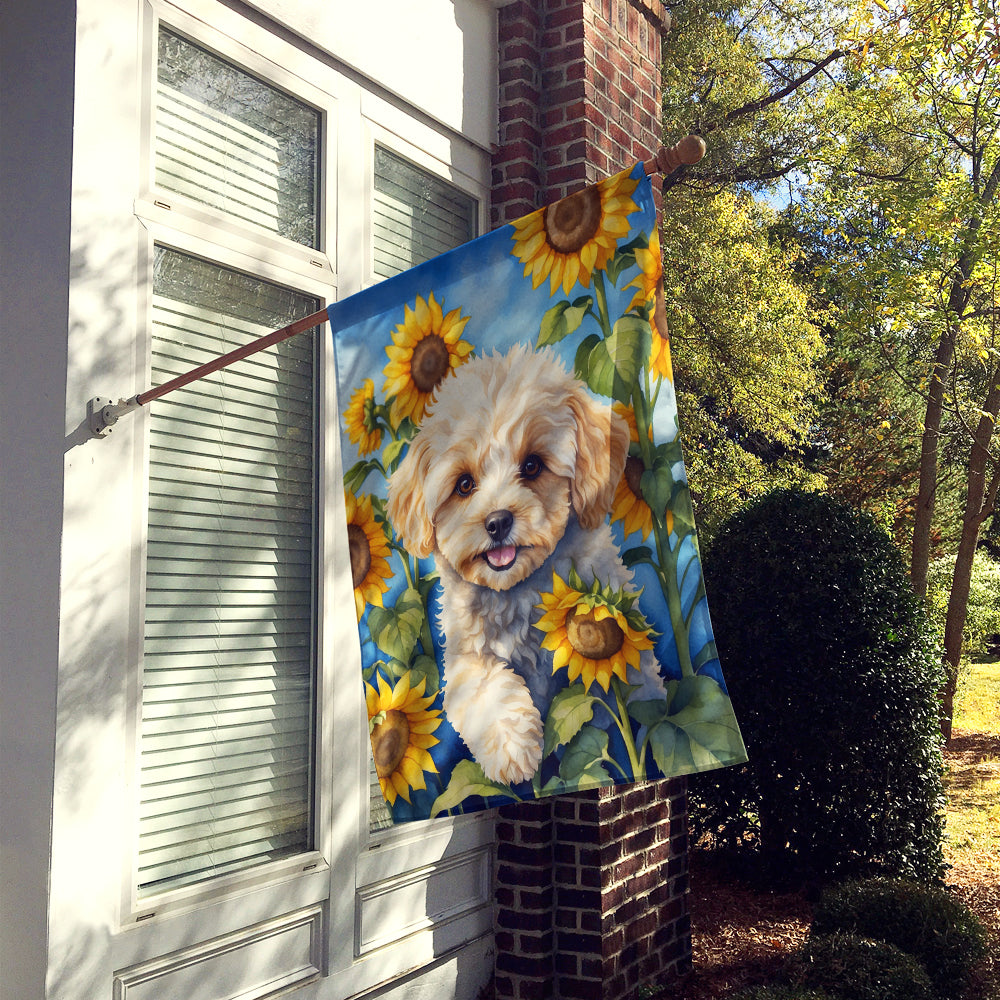 Buy this Maltipoo in Sunflowers House Flag