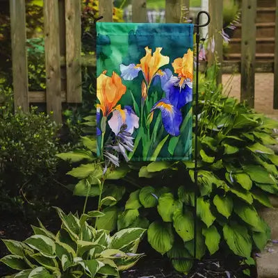 Iris