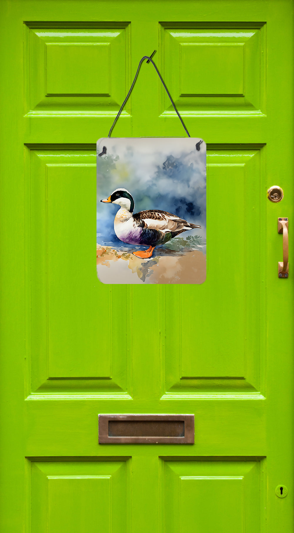 Buy this Common Eider Duck Wall or Door Hanging Prints