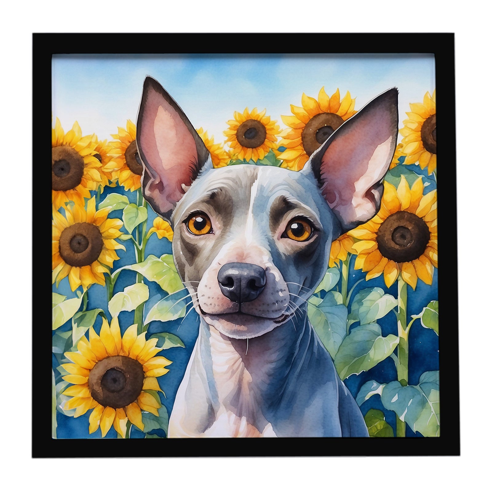 Caroline's Treasures American Hairless Terrier in Sunflowers Framed Metal Print