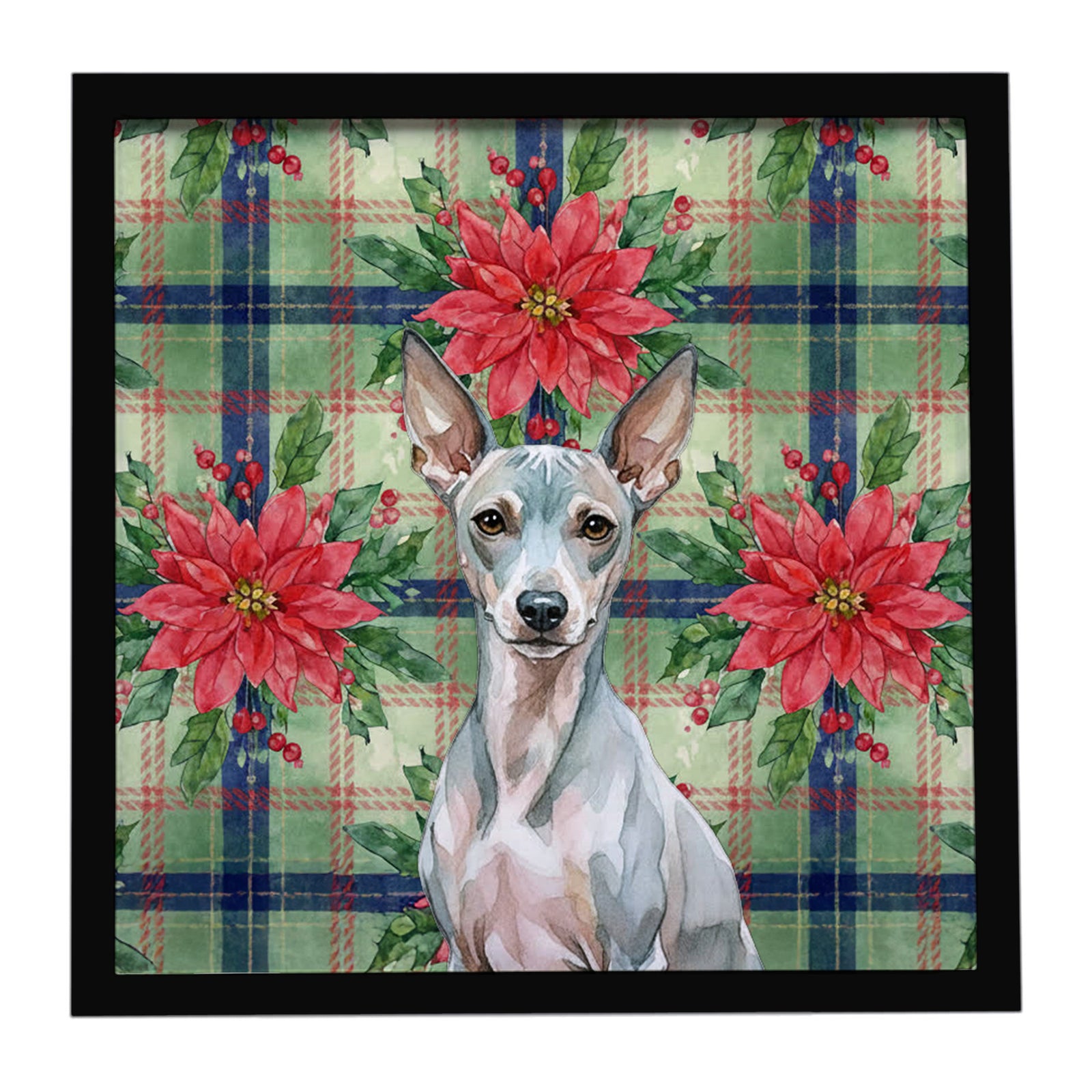 Caroline's Treasures American Hairless Terrier Christmas PoinsettIas Framed Metal Print