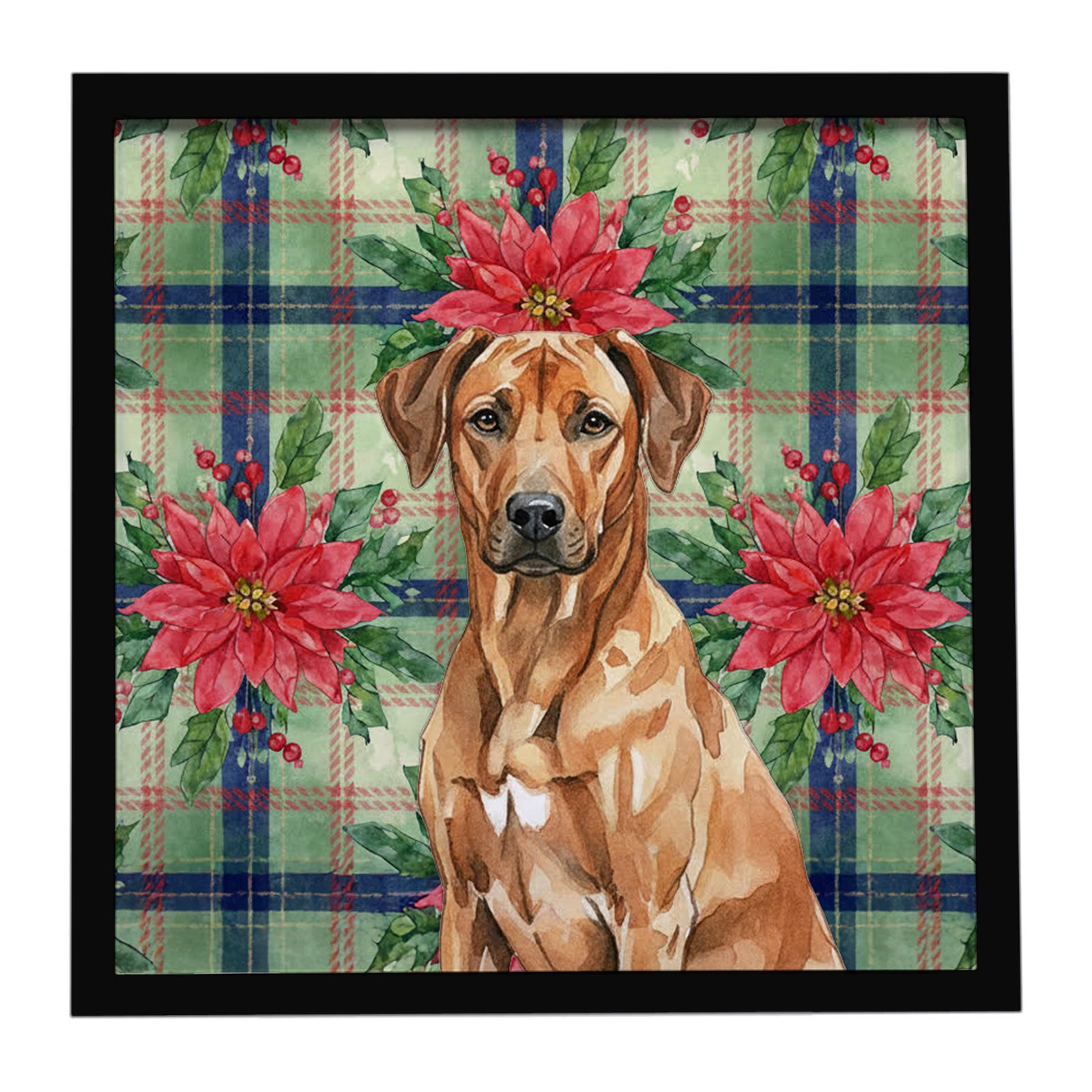 Caroline's Treasures Rhodesian Ridgeback Christmas PoinsettIas Framed Metal Print